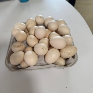 fertile Mille Fleur and Calico Bantam Cochin hatching eggs
