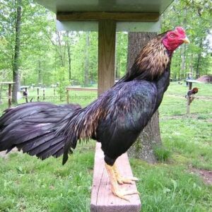 Buy purebred Burmese gamefowl roosters