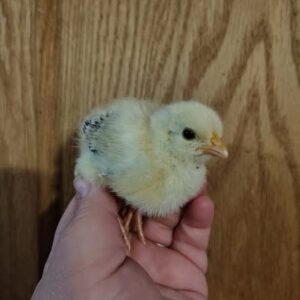 Kelso Day-Old Baby Chicks For Sale