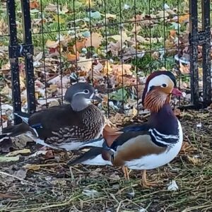 mandarin drake for sale
