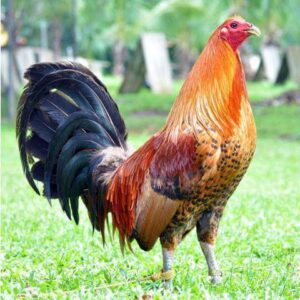 Buy purebred Red Quill gamefowl roosters online