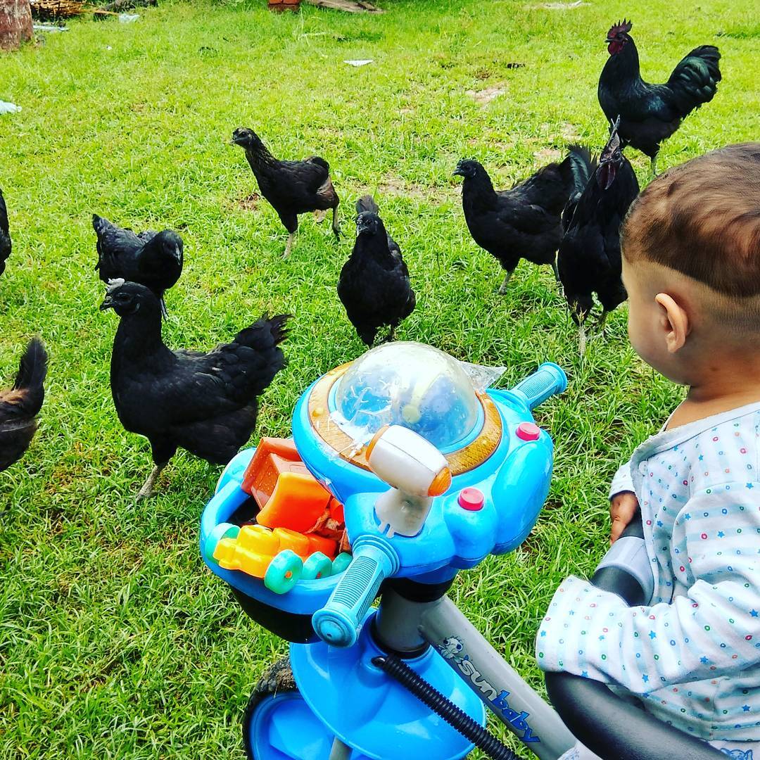 Pure Kadaknath roosters for sale - Image 2