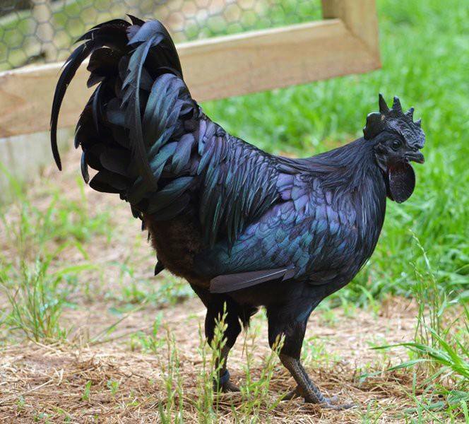 Pure Kadaknath roosters for sale