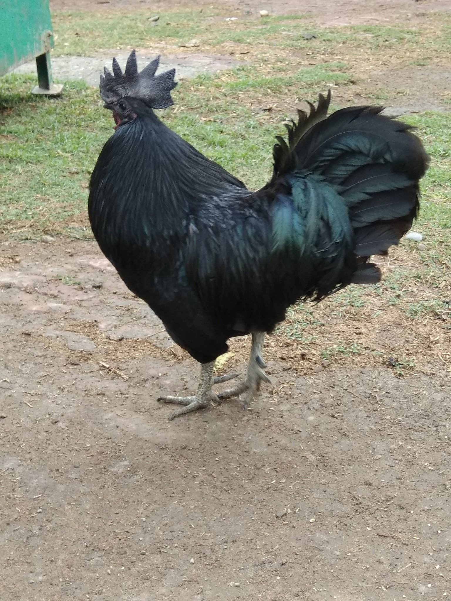 Pure Kadaknath roosters for sale - Image 3