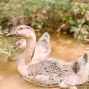 Buy purebred African geese for sale