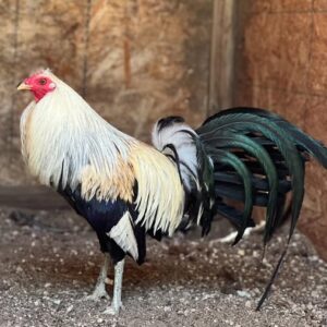 Buy purebred Joe Goode Grey gamefowl roosters