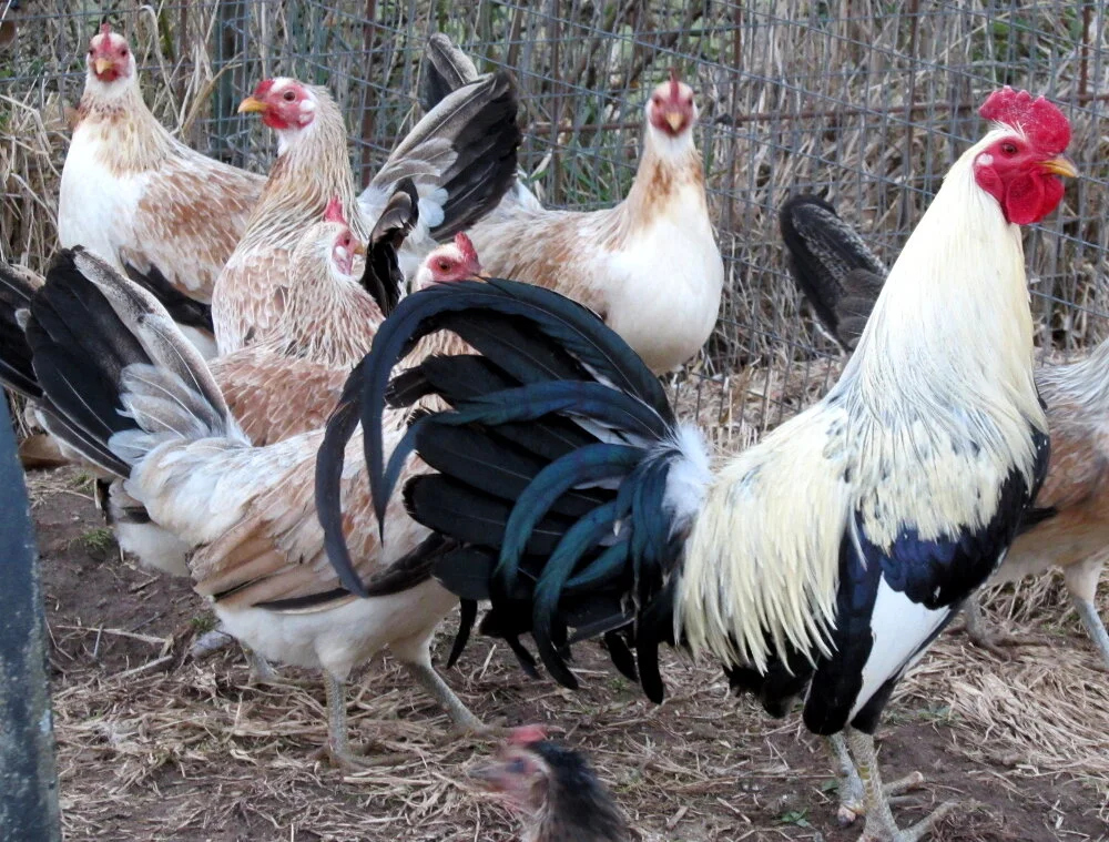 regular grey roosters for sale - Image 3