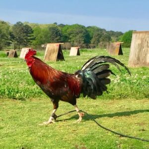 Pure Griffin Claret Roosters for Sale