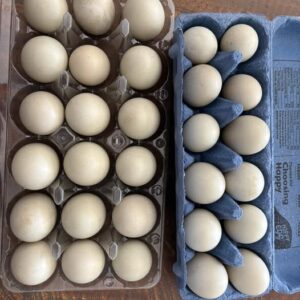 fertile Mallard hatching eggs online