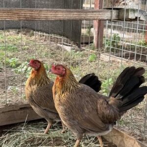Buy purebred Sweater gamefowl hens online