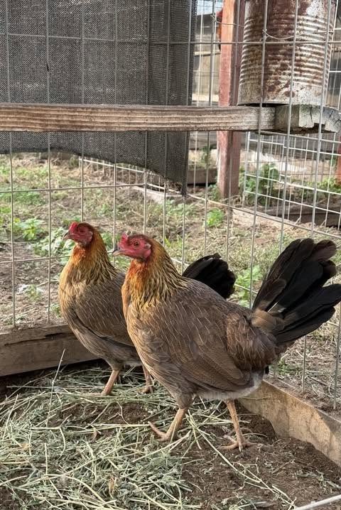 Buy purebred Sweater gamefowl hens online