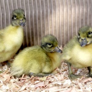 Buy live Welsh Harlequin day-old ducklings online