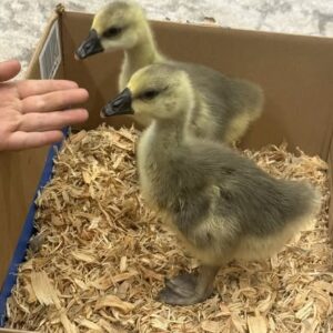 Buy sexed live African day-old goslings