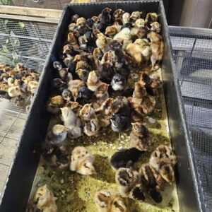 Buy sexed Large Fowl (LF) Dark Cornish day-old chicks