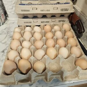 fertile Large Fowl (LF) Dark Cornish hatching eggs