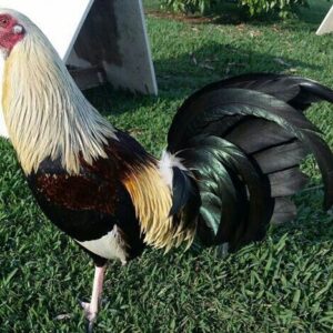 Buy Hatch Grey gamefowl bullstags online