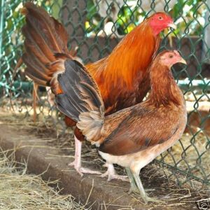 pumpkin hulsey hens for sale