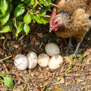 fertile Red Junglefowl hatching eggs online