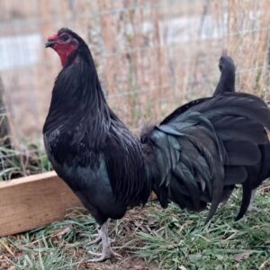 Purebred Sid Taylor Gamefowl Pullets For Sale