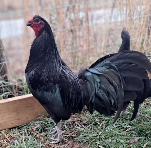 Purebred Sid Taylor Gamefowl Pullets For Sale
