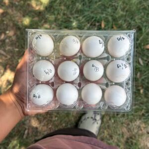 Buy fertile Clement Grey gamefowl hatching eggs online