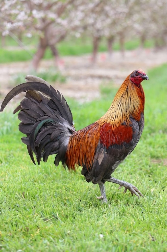 Buy purebred Coal Miner Mug gamefowl cocks