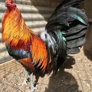Buy purebred Green Legged Sweater brood cocks