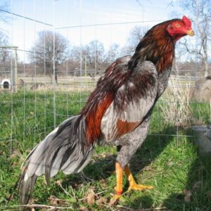 Buy purebred Brazilian Gamefowl stags online