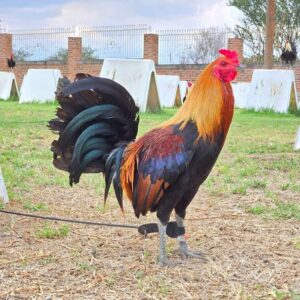 Buy purebred McLean Hatch gamefowl stags online