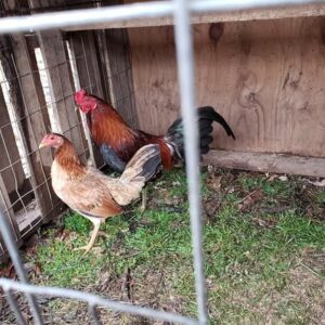 purebred Gavilan Hatch brood hens