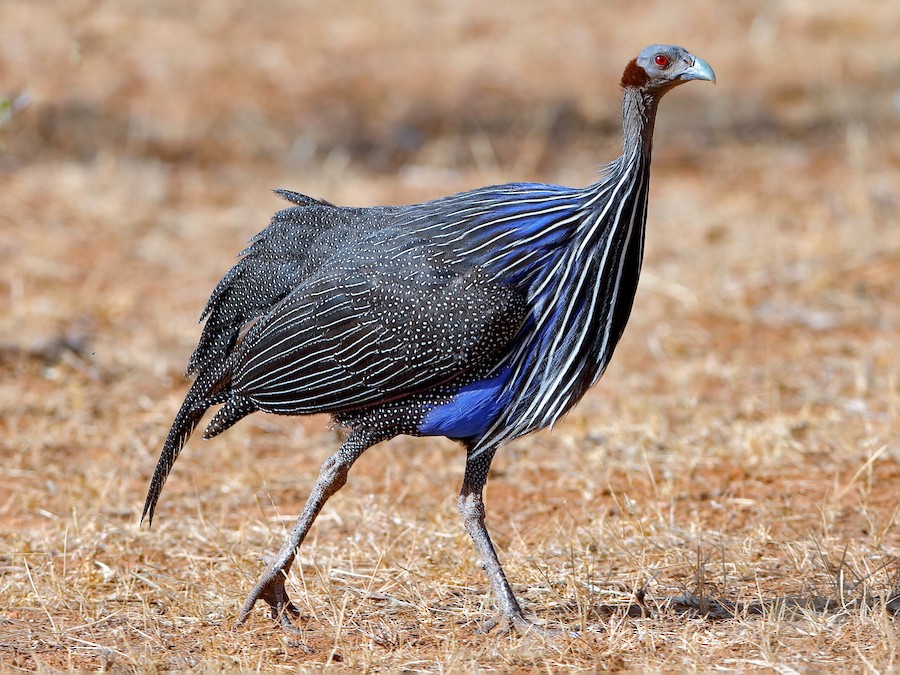 Rare Vulturine Guineafowl Hens For Sale