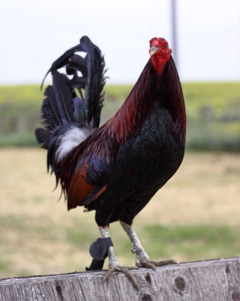 Buy purebred Curtis Blackwell Hatch gamefowl cocks