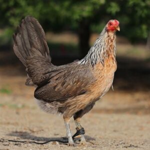Buy purebred Johnnie Jumper Grey gamefowl hens