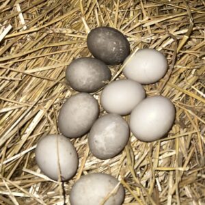 fertile Cayuga duck hatching eggs online