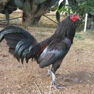 Black Roundhead gamefowl roosters for sale