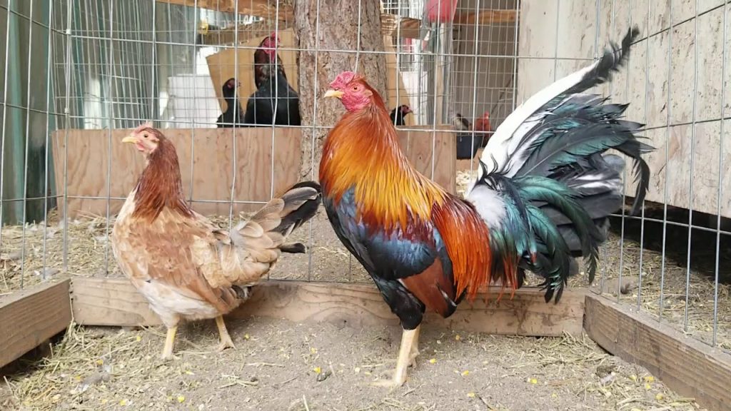 kearney whitehackle cocks for sale