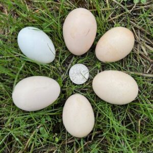 Buy fertile Quail Bearded d’Anver Bantam hatching eggs