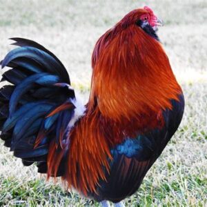 Buy Ameraucana Bantam For Sale