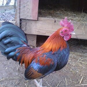 BB Red Old English Game Bantam