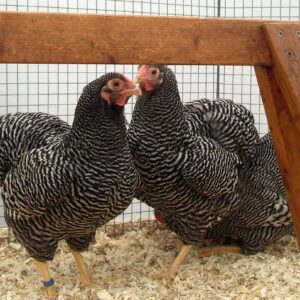 Barred Cochin Bantam