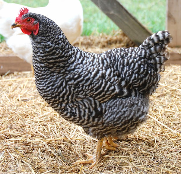 plymouth rock hens for sale