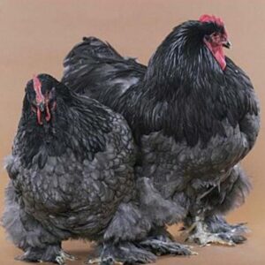 Buy Black Cochin Standard Chicken For Sale