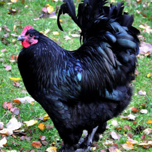 Black Langshan