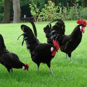 Black Minorcas