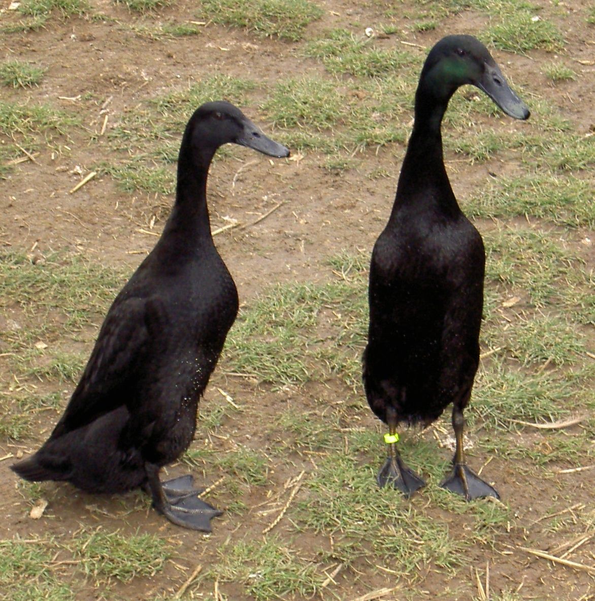 Buy Black Runner Ducks For Sale - Image 2