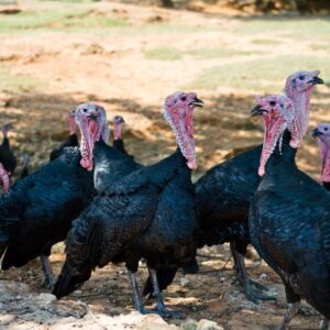 Black Spanish Turkeys