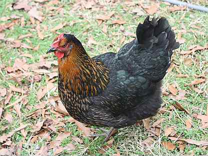 Buy Black Star Chickens For Sale - Image 2