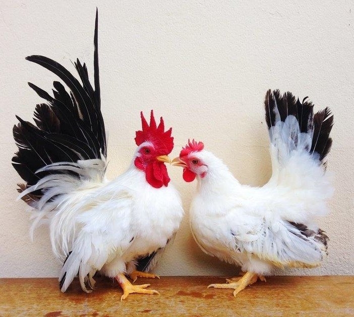 Black Tailed White Japanese Bantam