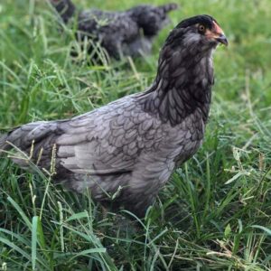 blue ameraucana chicken for sale