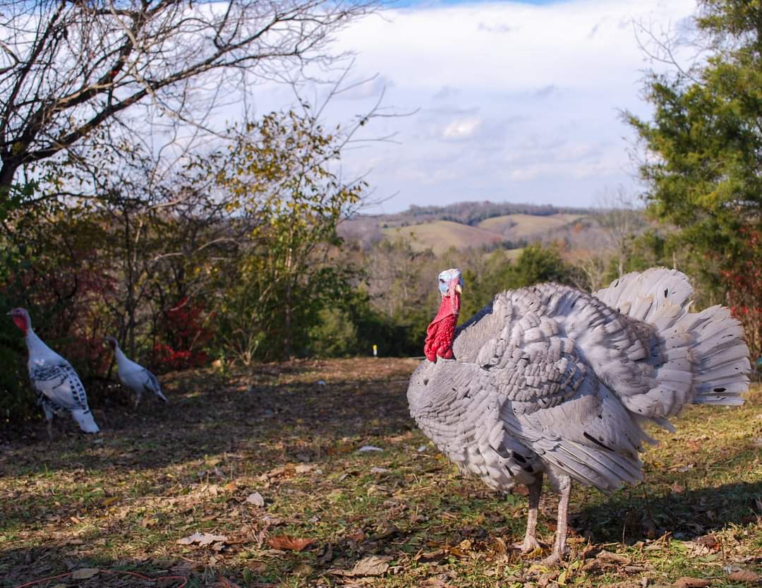 Blue Slate Turkey tom for sale - Image 2